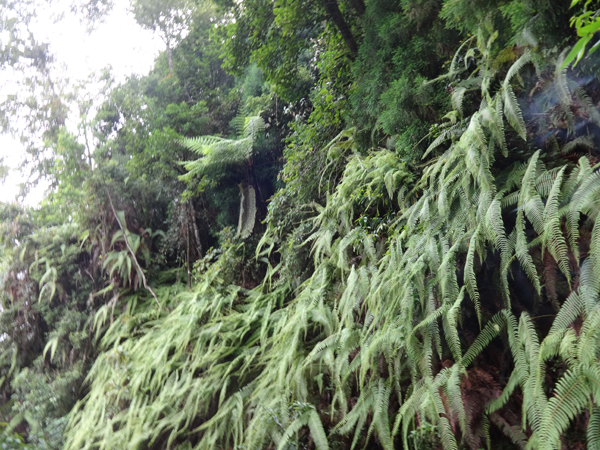 Wild ferns On the way to Kolakham
