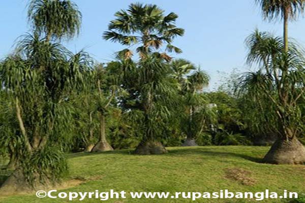 sabujban resort exotic plants