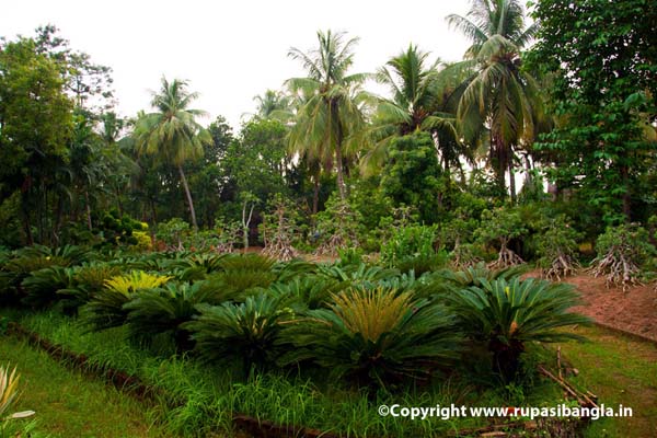 sabujban resort exotic plants