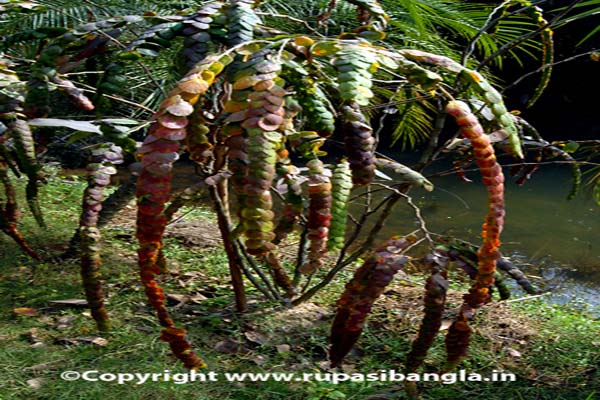 sabujban-resort-exotic-plants
